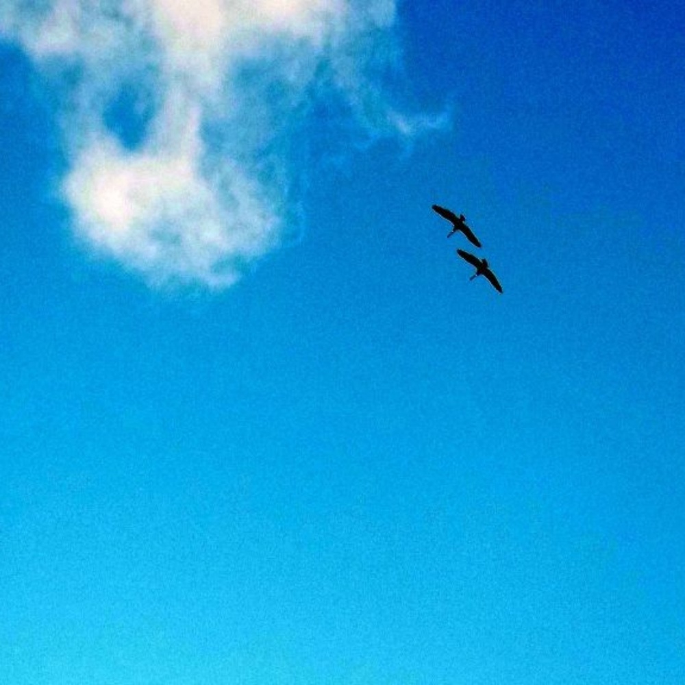 FREEDOM ~ 8" X 10" Photography